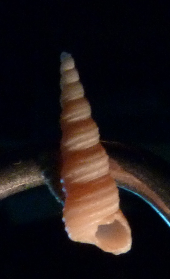 Mathildidae Mathilda quadricarenata ?